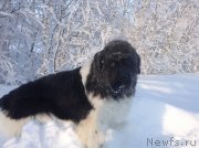 Превью фото № 144543