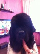 Превью фото № 144555