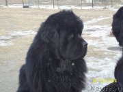 Превью фото № 144572