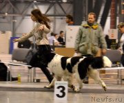 Превью фото № 144578