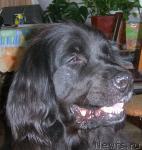 Превью фото № 14459