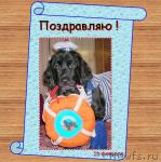 Превью фото № 14463