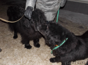 Превью фото № 144816