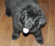 Превью фото № 144827