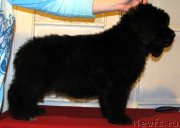 Превью фото № 144840