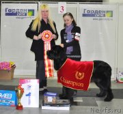 Превью фото № 144902