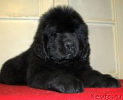 Превью фото № 144950