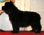 Превью фото № 144952