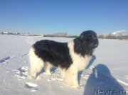 Превью фото № 145003