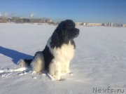 Превью фото № 145007