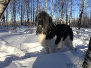 Превью фото № 145015