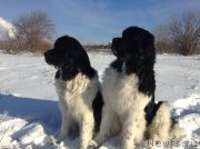 Превью фото № 145035