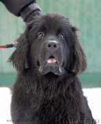 Превью фото № 145072