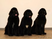 Превью фото № 145073