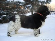 Превью фото № 145074