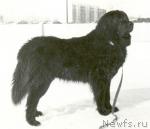 Превью фото № 1451