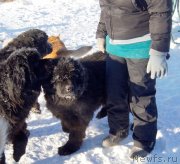 Превью фото № 145100