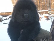 Превью фото № 145143