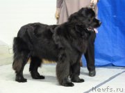 Превью фото № 145144