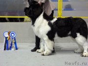 Превью фото № 145156