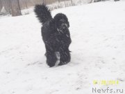 Превью фото № 145170