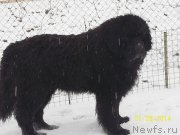 Превью фото № 145184