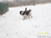 Превью фото № 145187