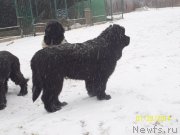 Превью фото № 145201