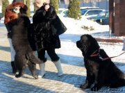 Превью фото № 145277