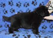 Превью фото № 145341