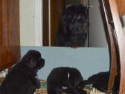 Превью фото № 145380