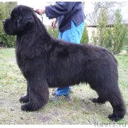 Превью фото № 145399