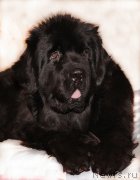 Превью фото № 145437