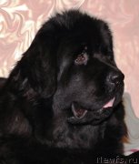 Превью фото № 145438