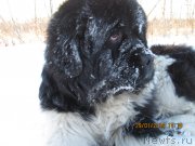 Превью фото № 145442