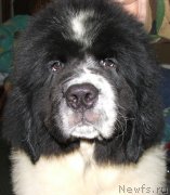 Превью фото № 145464