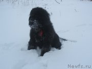 Превью фото № 145472