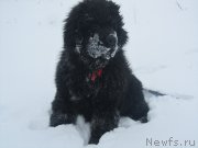 Превью фото № 145473