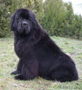 Превью фото № 145476