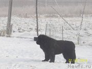 Превью фото № 145479