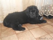 Превью фото № 145637