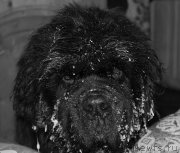 Превью фото № 145642