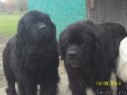 Превью фото № 145738