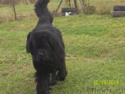 Превью фото № 145739