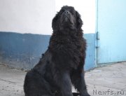 Превью фото № 145756