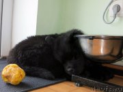 Превью фото № 145867