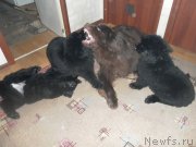 Превью фото № 145877