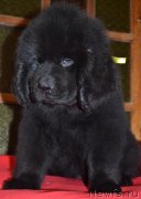 Превью фото № 145895