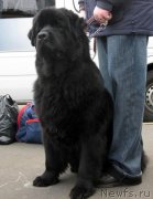 Превью фото № 145940