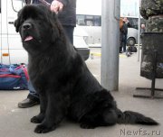 Превью фото № 145945